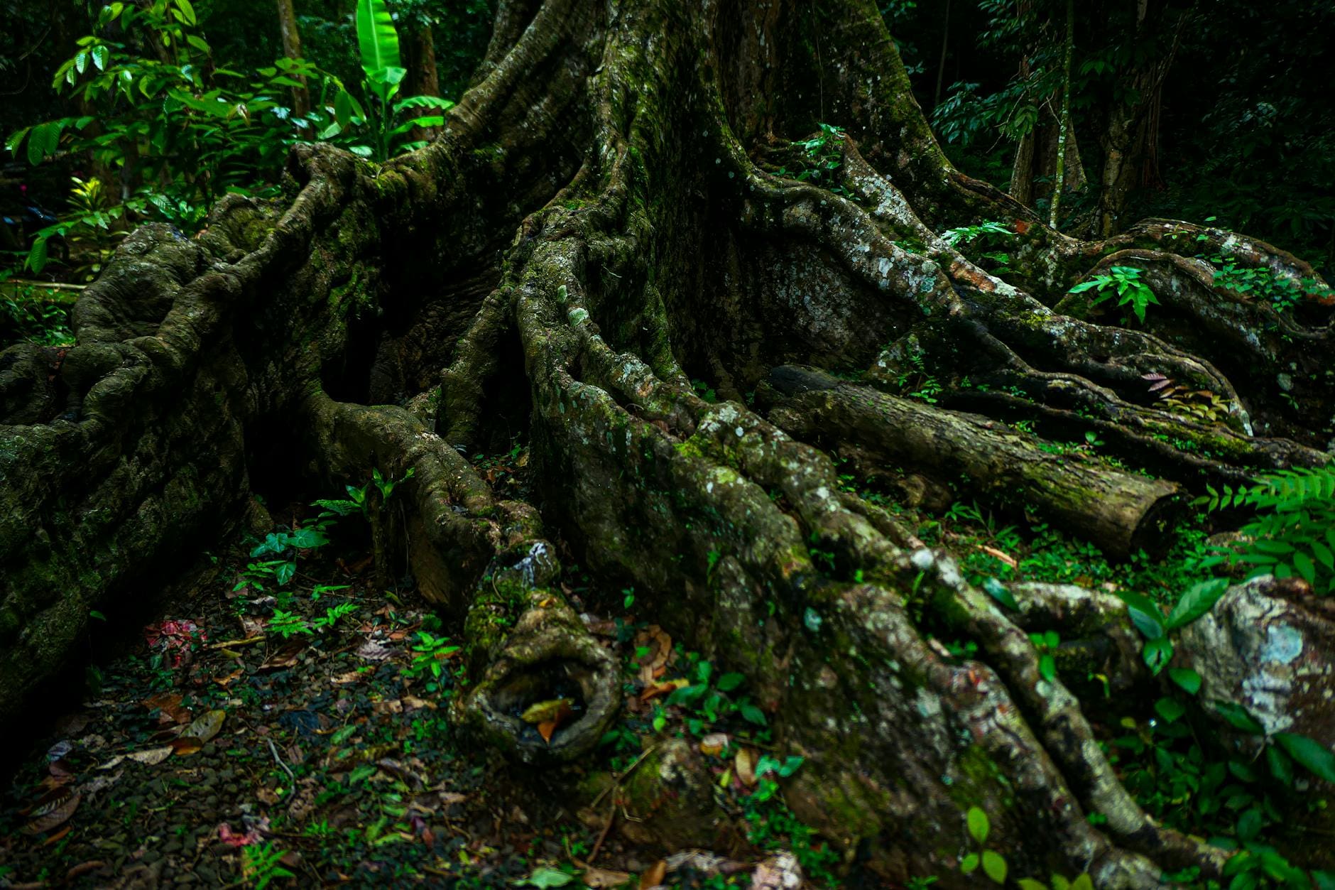 FEATURED – Root of Happiness - Kava.com