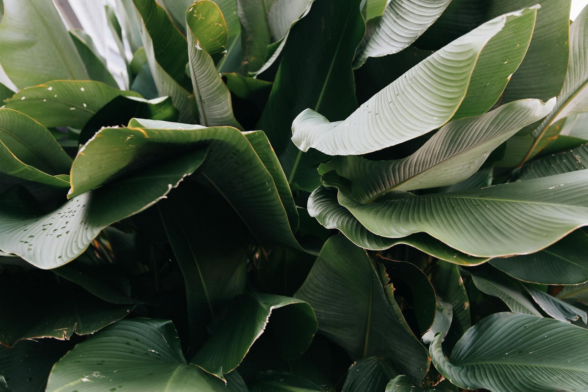 Kava Kava Side Effects Liver - Kava.com