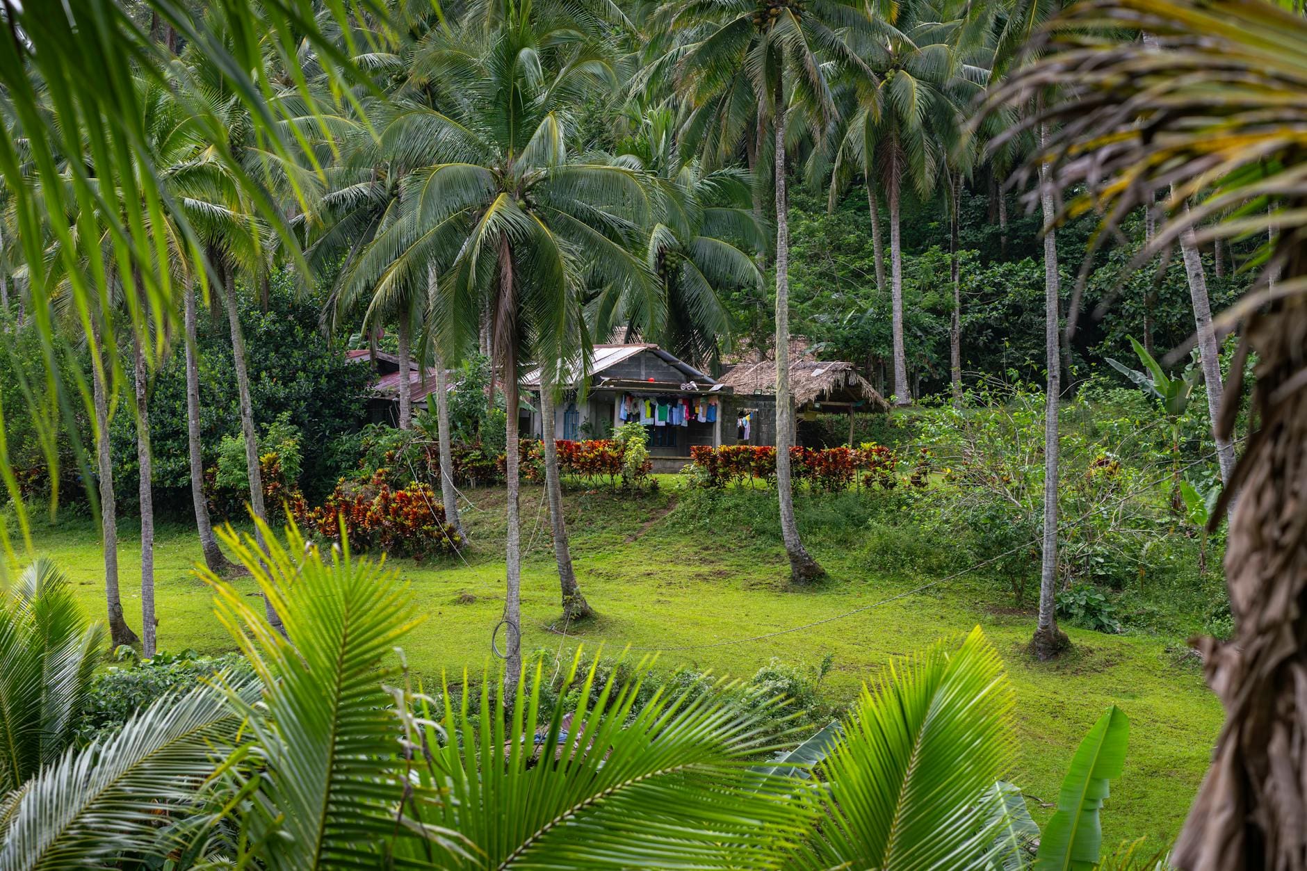 Origins of Kava Kava   Kavacom