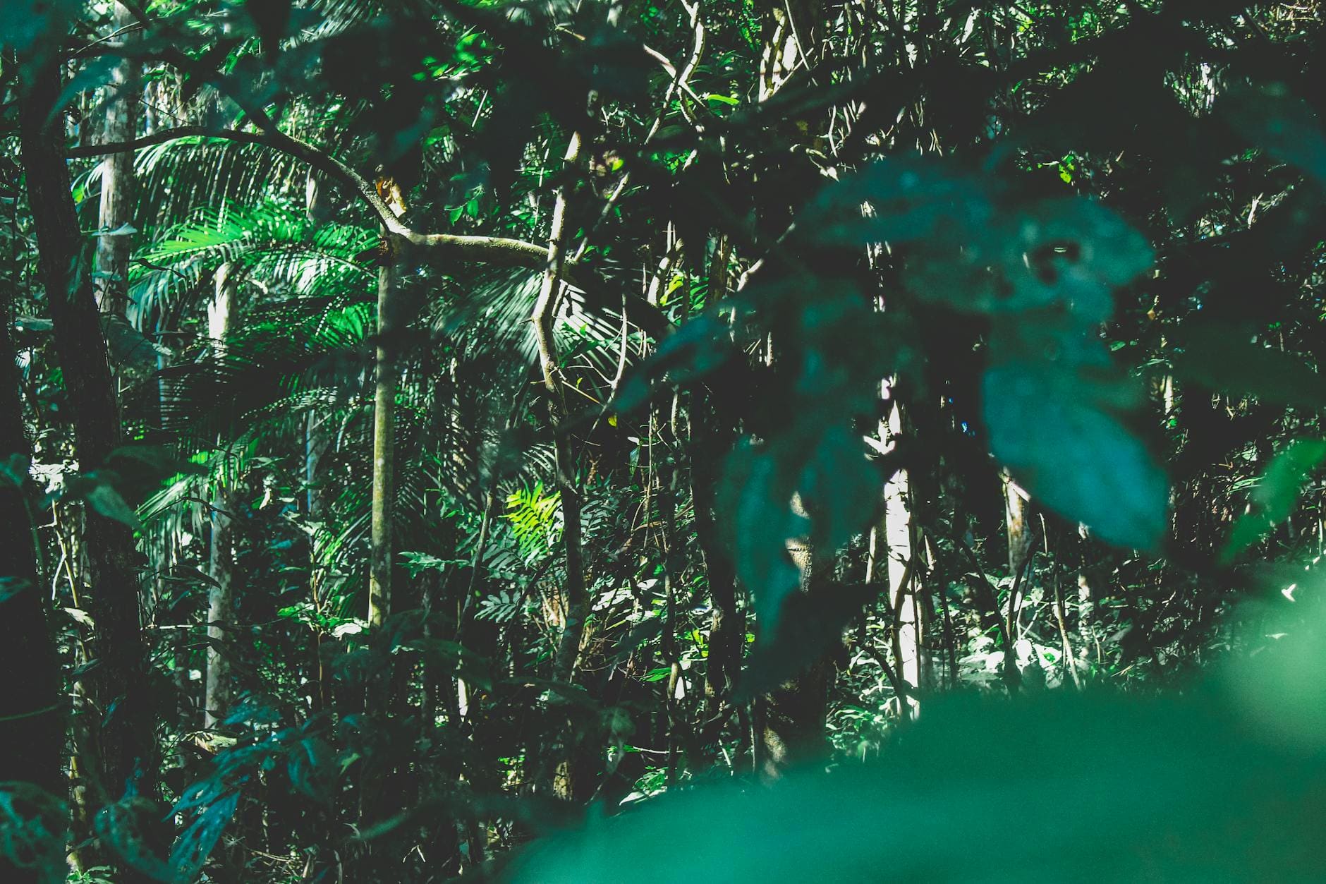 Soy Lethicin - Kava.com