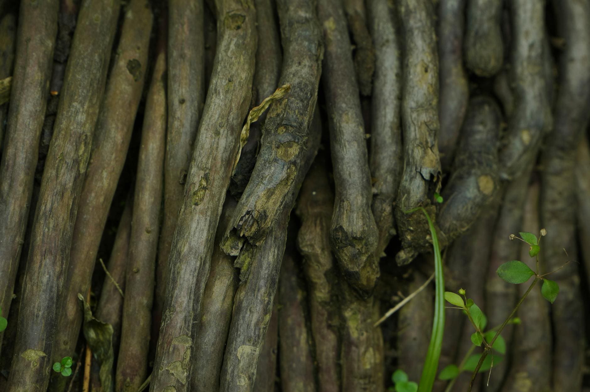Whole Kava Roots! - Kava.com
